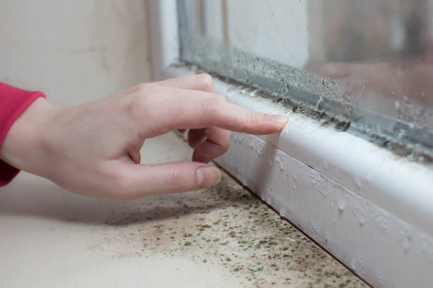 Best Forensic Mold Investigation  in Pasadena Hills, MO